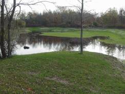 Picture of Evangola State Park Wetlands