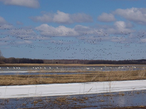 Picture of Montezuma Wetlands Complex Mitigation Project
