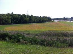 Image of vegetation along the Thruway