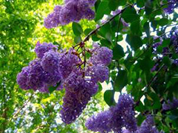 Image of lilac bushes along the Thruway