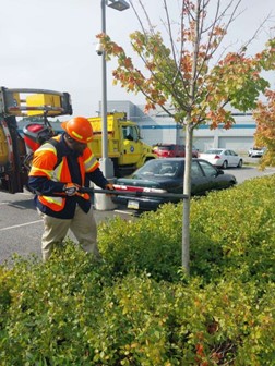 Living Snow Fence being planted by Thruway workers