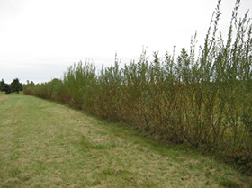 Living Snow Fence being planted by Thruway workers