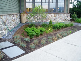 Picture of a Rain Garden