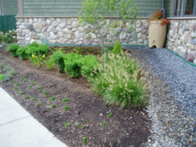 Picture of a Rain Garden