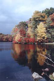 Image of trees and lake